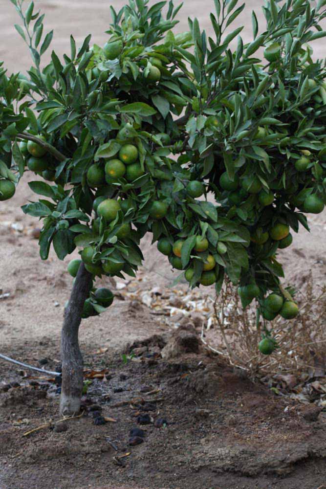            Habit (Riverside, CA)   